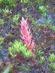 Tillandsia bourgaei