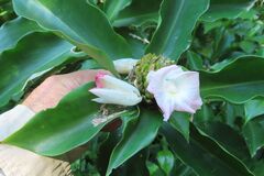 Costus phyllocephalus, photograph (c) Bruno - Yolande Zanette, some rights reserved (CC BY)