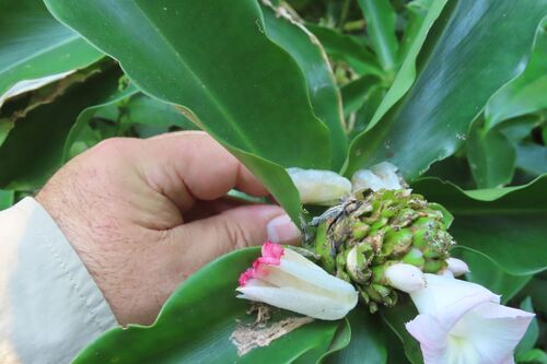 African Princess (Costus phyllocephalus)
