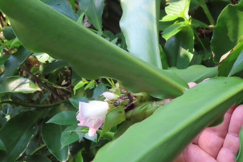 Costus phyllocephalus, photograph 1