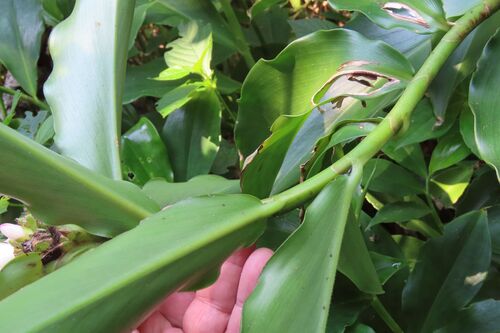 Costus phyllocephalus, photograph 2