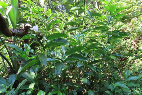 Costus phyllocephalus, photograph 3