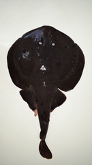Discopyge tschudii