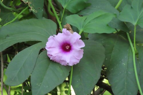 Ipomoea mauritiana (Ipomoea mauritiana)