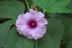 Ipomoea mauritiana, photograph (c) Bruno - Yolande Zanette, some rights reserved (CC BY)