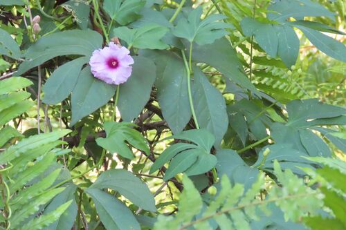 Ipomoea mauritiana, photograph 2