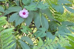 Ipomoea mauritiana, photograph (c) Bruno - Yolande Zanette, some rights reserved (CC BY)