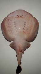 Discopyge tschudii