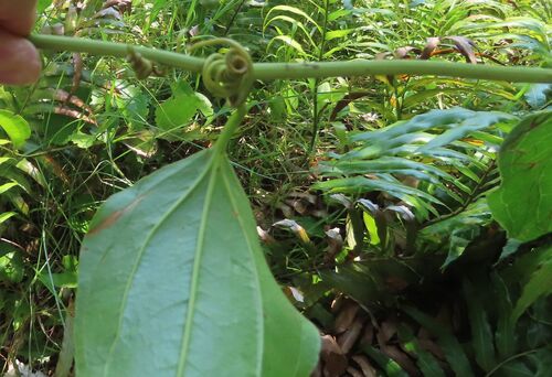 Leg-Ripper (Smilax anceps)