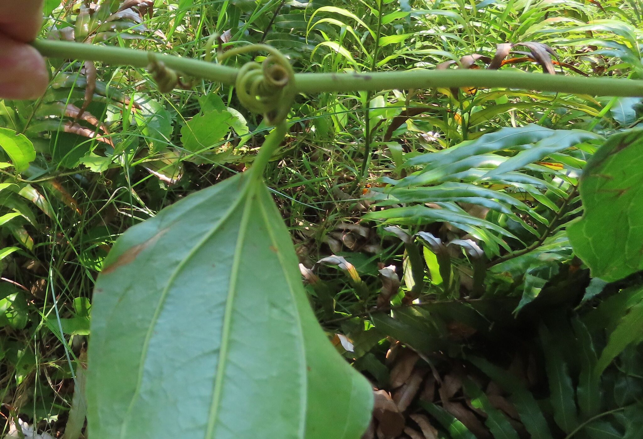 Leg-Ripper (Smilax anceps)