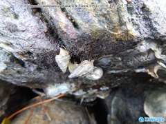 Clibanarius ambonensis