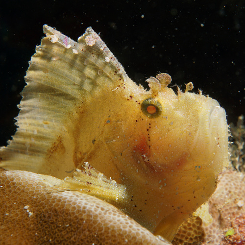 Leaf Scorpionfish (Taenianotus triacanthus)