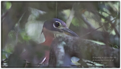 iNaturalist image