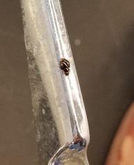 Hyperaspis quadrioculata