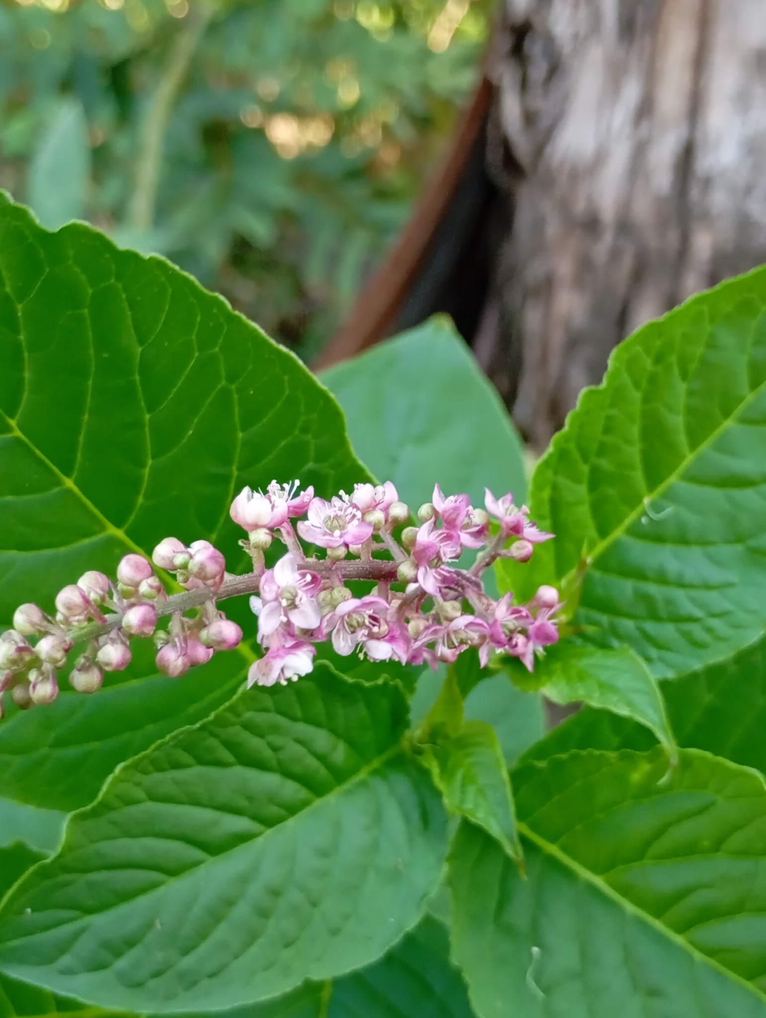 Phytolacca thyrsiflora