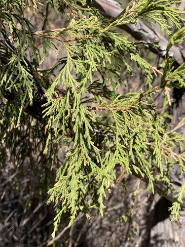 Weeping Juniper (Juniperus flaccida)