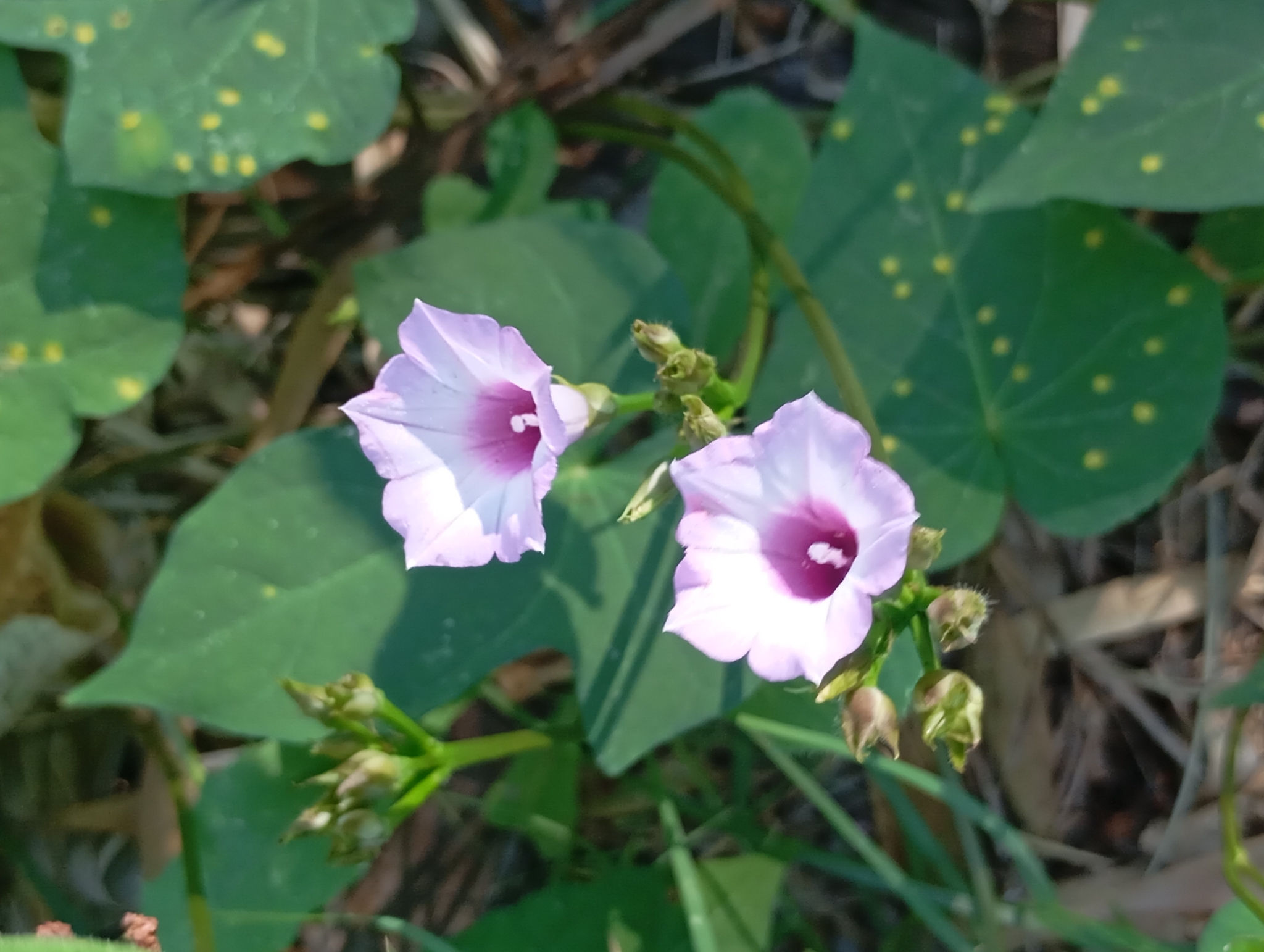 Ipomoea grandifolia