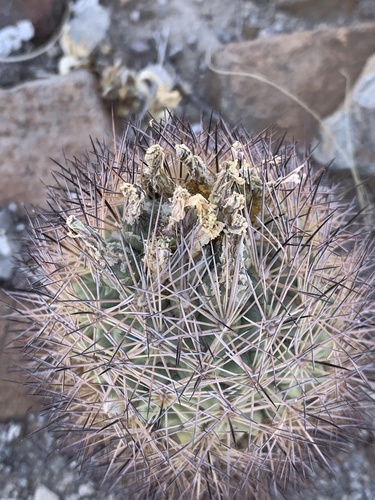 Warnock's Cactus (Echinomastus warnockii)