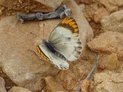 Colotis liagore