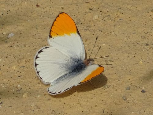 Colotis liagore