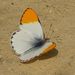 Desert Orange Tip - Photo (c) Joey Bom, some rights reserved (CC BY-NC), uploaded by Joey Bom