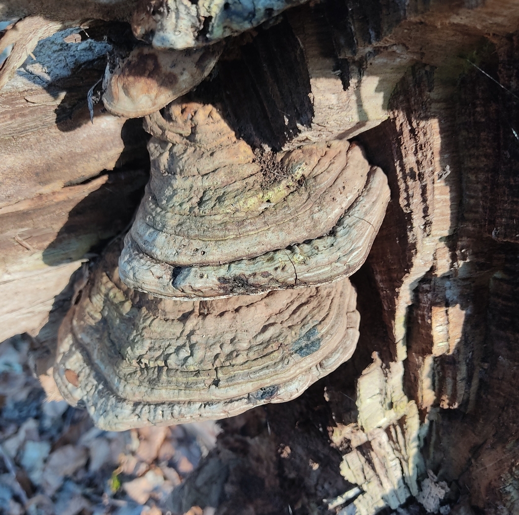 Ganoderma applanatum · March 2026 · photo: © juliusp (iNaturalist, cc-by)