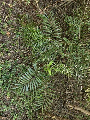 Zamia pumila, photograph 2