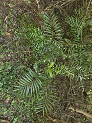 Zamia pumila, photograph (c) fmunoz, some rights reserved (CC BY)