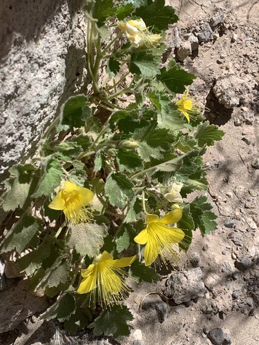 Yellow Stingbush (Eucnide bartonioides)