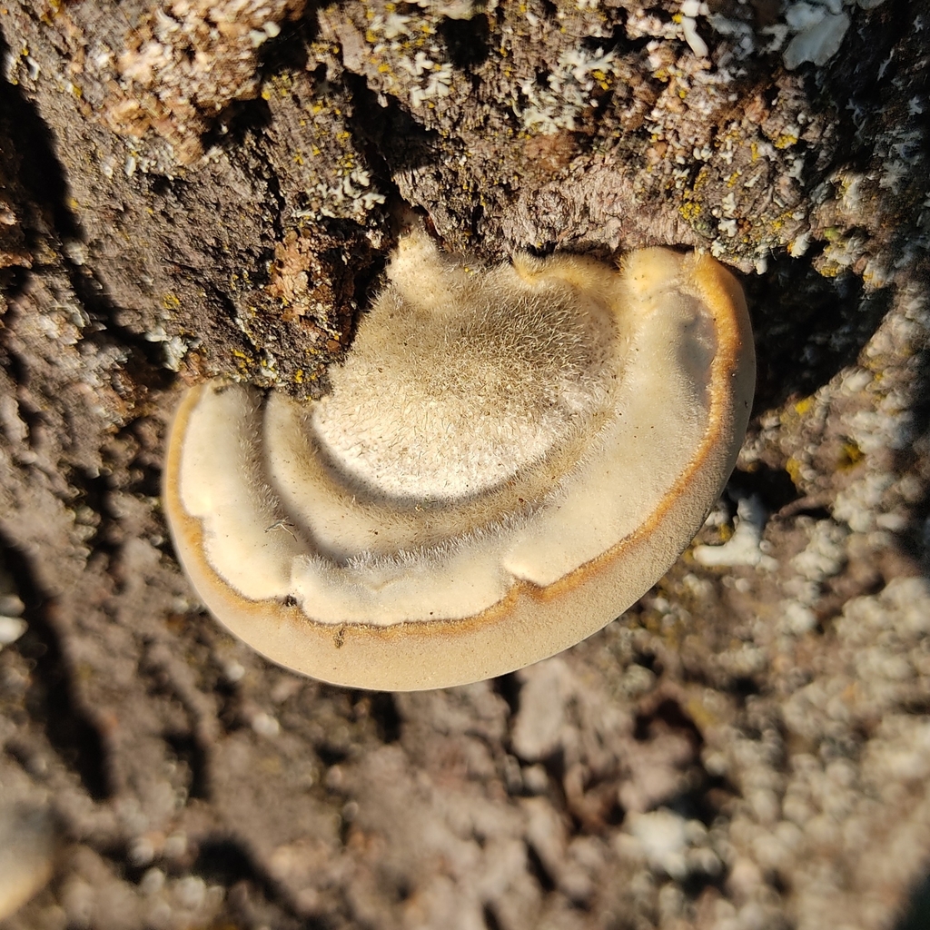 Trametes hirsuta · March 2026 · photo: © juliusp (iNaturalist, cc-by)