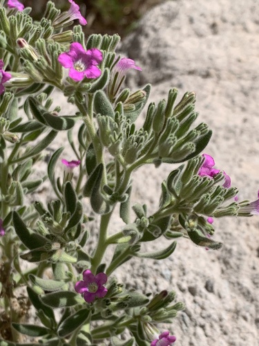 Havard's Fiddleleaf (Nama havardii)
