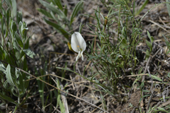 Astragalus ucrainicus
