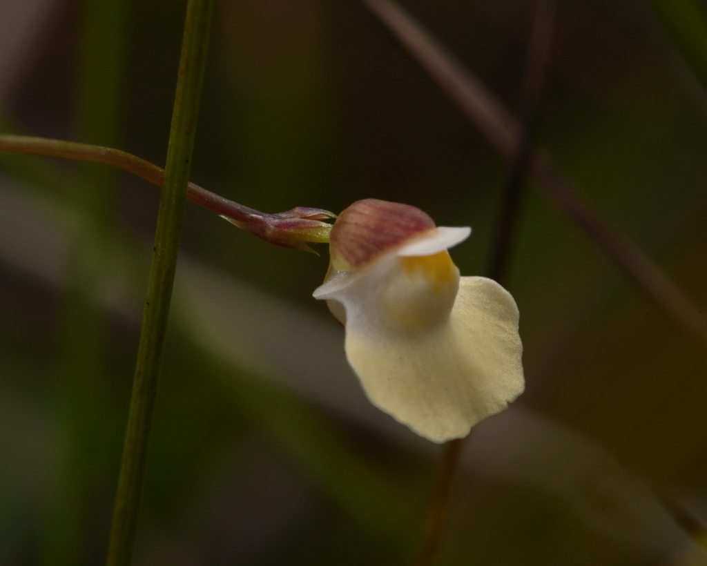 Utricularia appendiculata E.A.Bruce 4