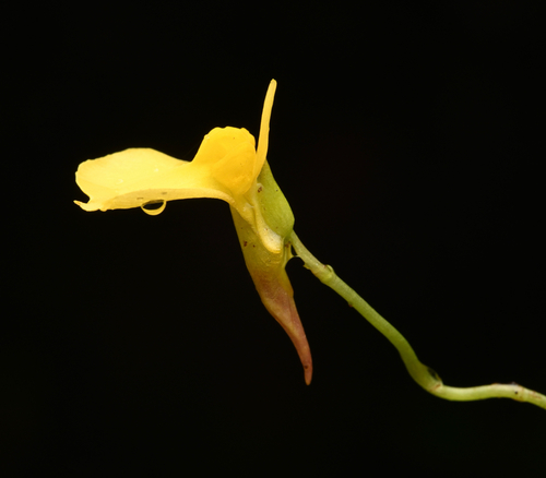 Utricularia prehensilis, photograph 4
