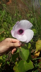 Hibiscus capitalensis