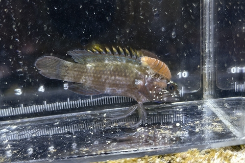 タナバタウオの写真