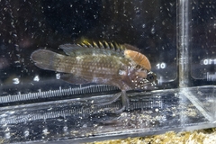 タナバタウオ