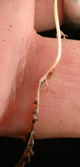 Utricularia prehensilis, photograph (c) Robert Taylor, some rights reserved (CC BY)