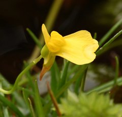 Utricularia prehensilis, photograph (c) Robert Taylor, some rights reserved (CC BY)