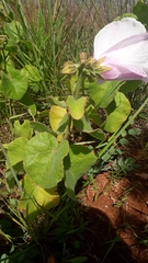 Hibiscus capitalensis