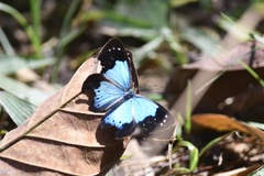 Lymanopoda caeruleata