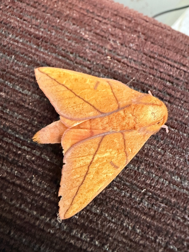 Adeloneivaia fallax
