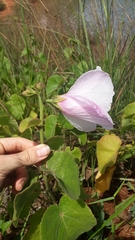 Hibiscus capitalensis