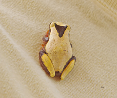Dendropsophus leucophyllatus