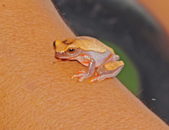 Dendropsophus leucophyllatus