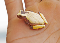 Dendropsophus leucophyllatus