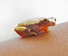 Dendropsophus leucophyllatus