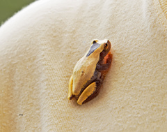 Dendropsophus leucophyllatus