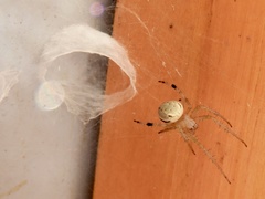 Araneus workmani