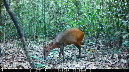 Weyns's Duiker